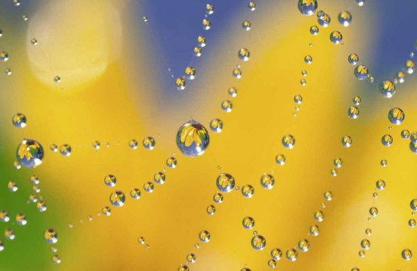 Web with dew reflecting black-eyed Susan flower